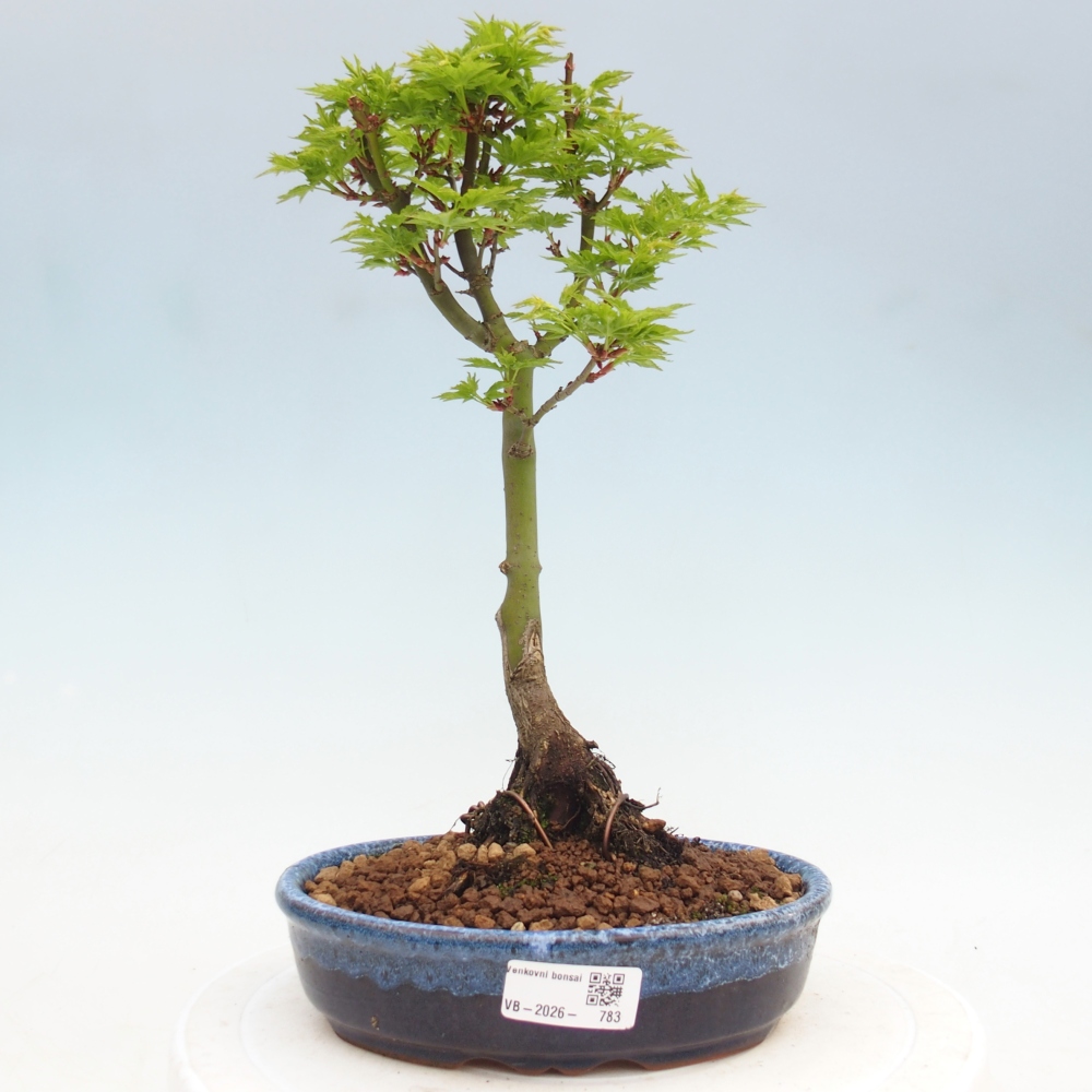 Venkovní bonsai -Javor dlanitolistý Acer palmatum Shishigashira