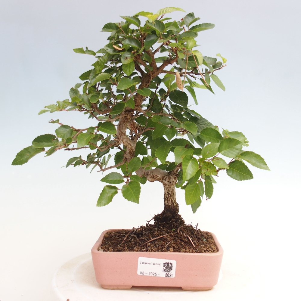 Venkovní bonsai -Carpinus CARPINOIDES - Habr korejský