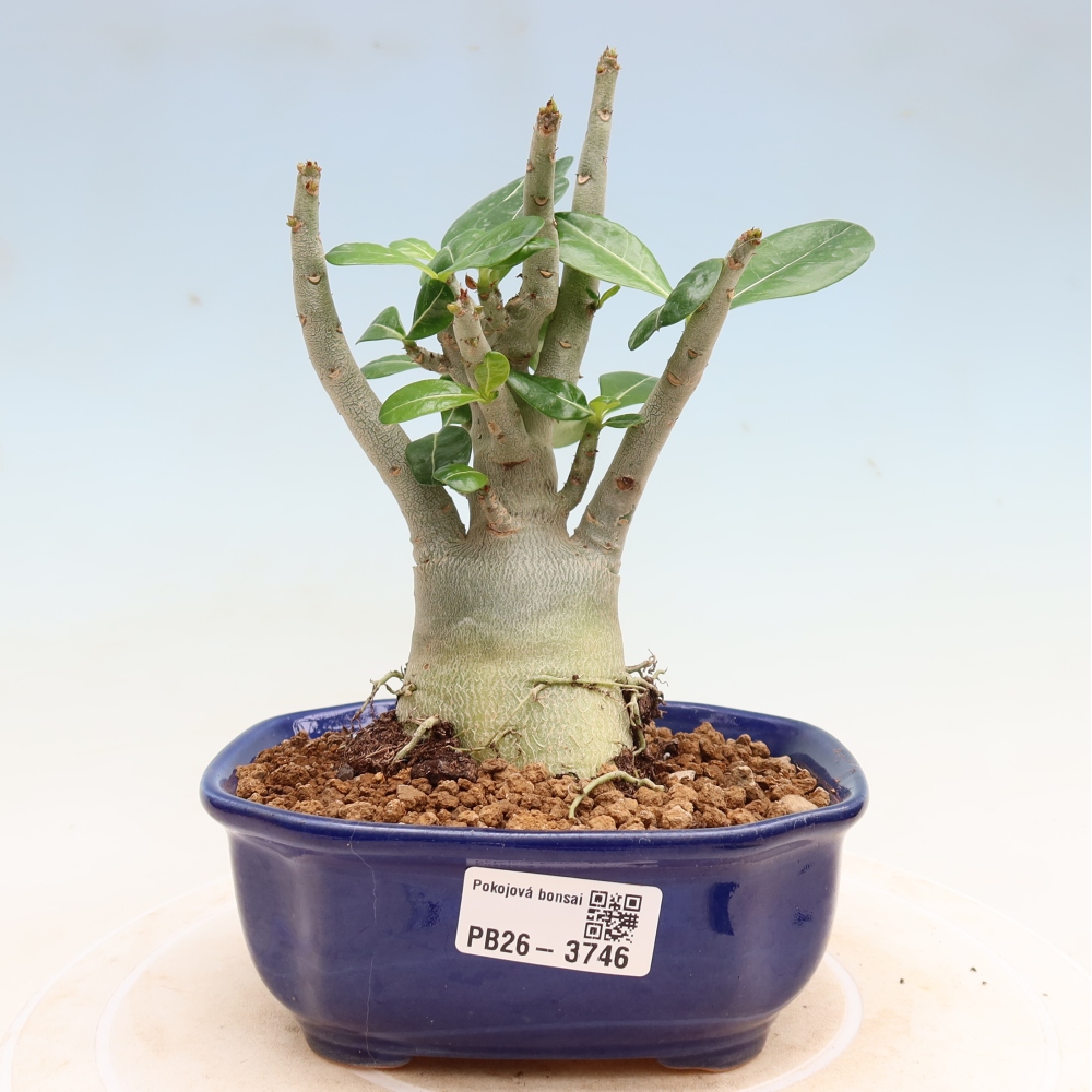 Pokojová bonsai - Adenium obesum Red Star - Pouštní růže