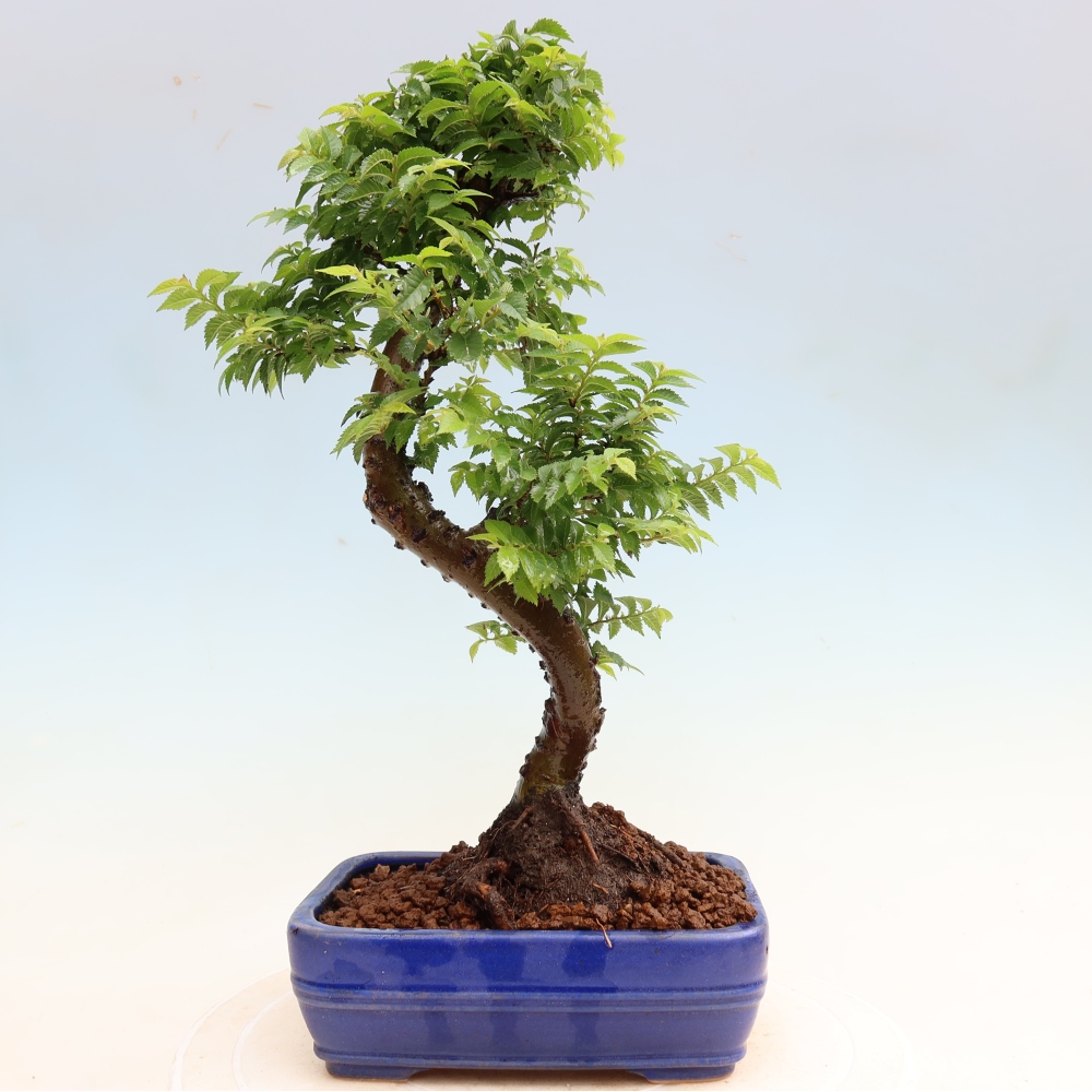 Venkovní bonsai - Ulmus Jacqueline Hillier - Jilm nádherný