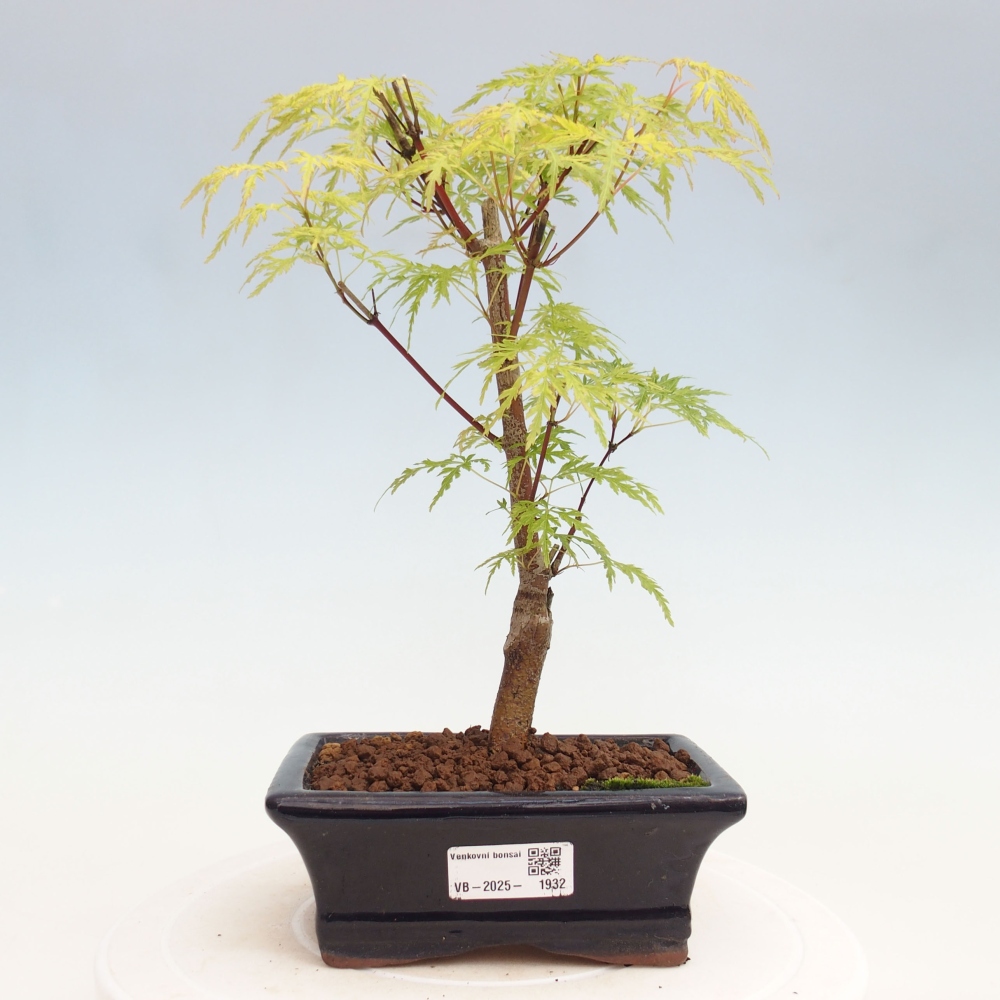 Venkovní bonsai - Acer palmatum Dissectum - Javor dlanitolistý 