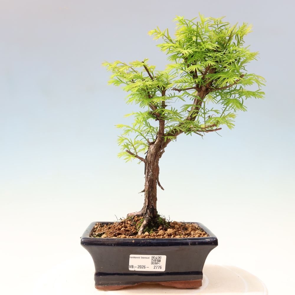 Venkovní bonsai - Metasequoia glyptostroboides - Metasekvoje čínská
