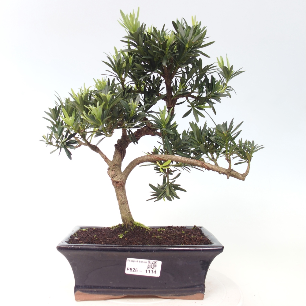 Pokojová bonsai - Podocarpus - Kamenný tis