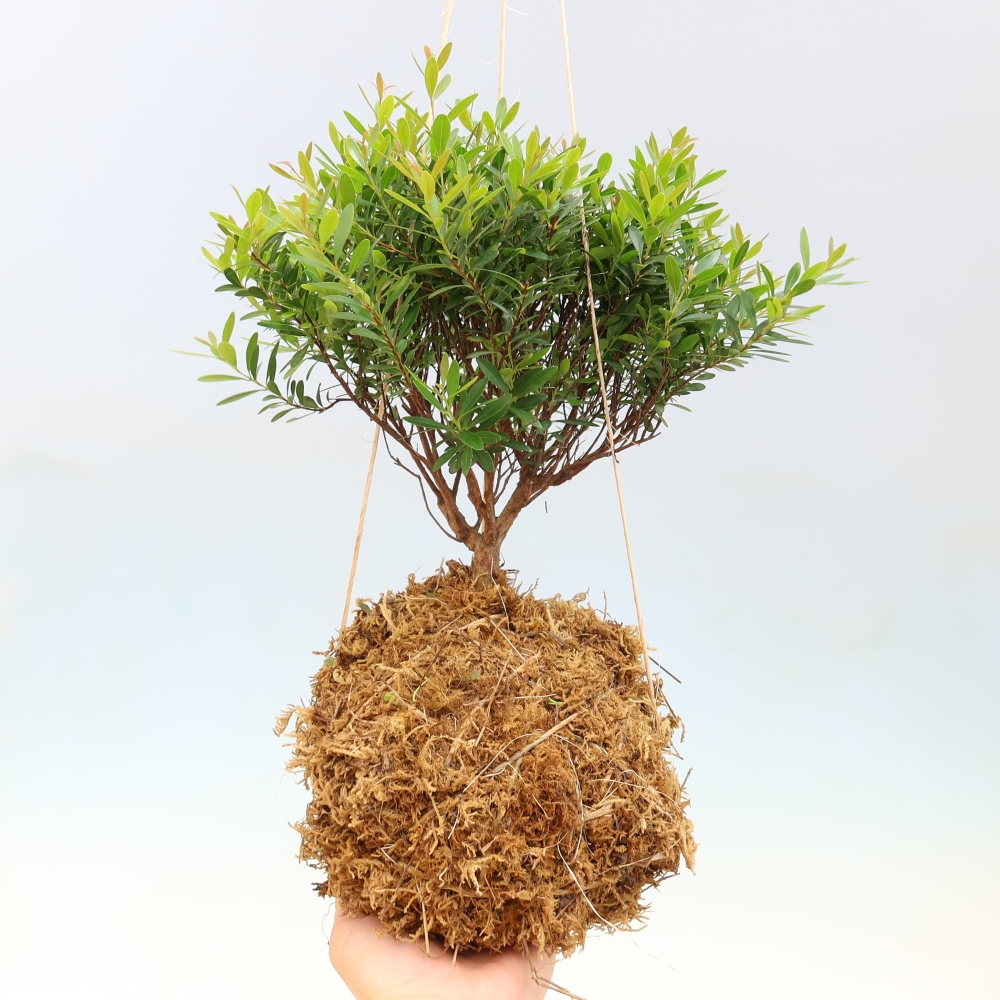 Kokedama v keramice -Syzygium - Pimentovník