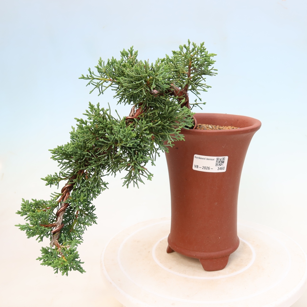 Venkovní bonsai - Juniperus chinensis Kishu -Jalovec čínský