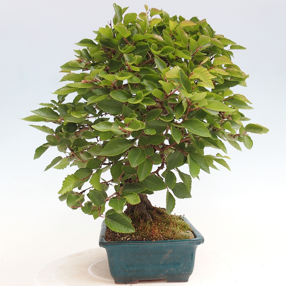 Venkovní bonsai -Carpinus Coreana - Habr korejský