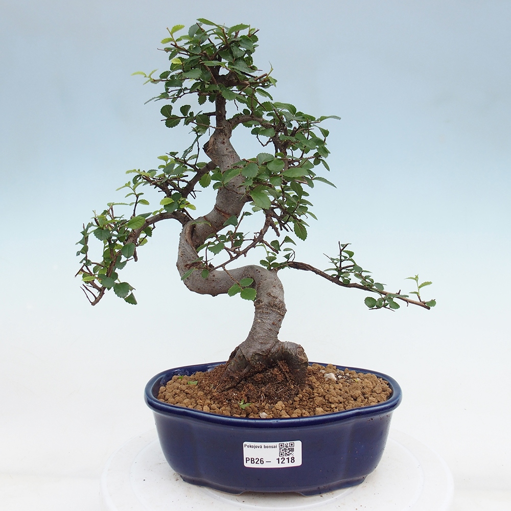 Pokojová bonsai - Ulmus parvifolia - Malolistý jilm