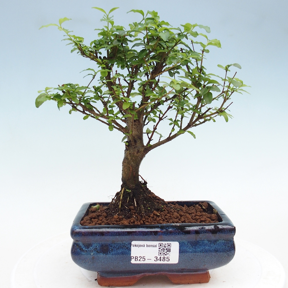 Pokojová bonsai -Ligustrum chinensis - Ptačí zob