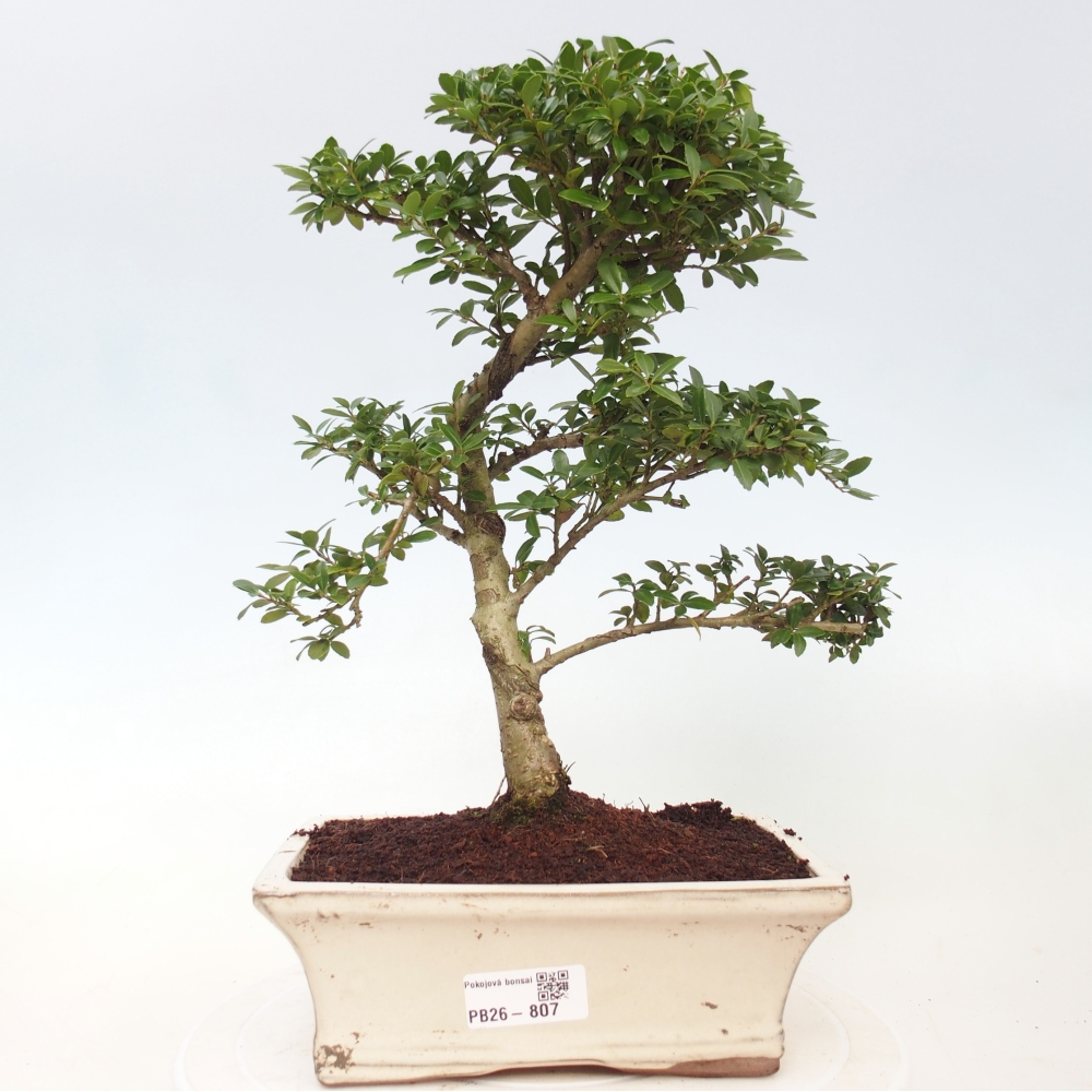 Pokojová bonsai - Ilex crenata - Cesmína