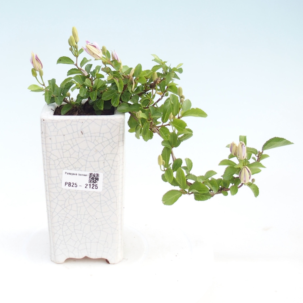 Pokojová bonsai - Grewia occidentalis - Hvězdice levandulová