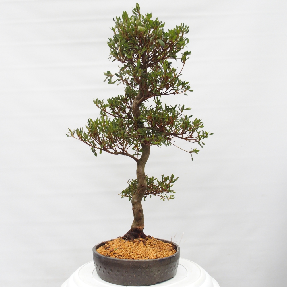 Venkovní bonsai - Japonská azalka - Azalea Chihiro
