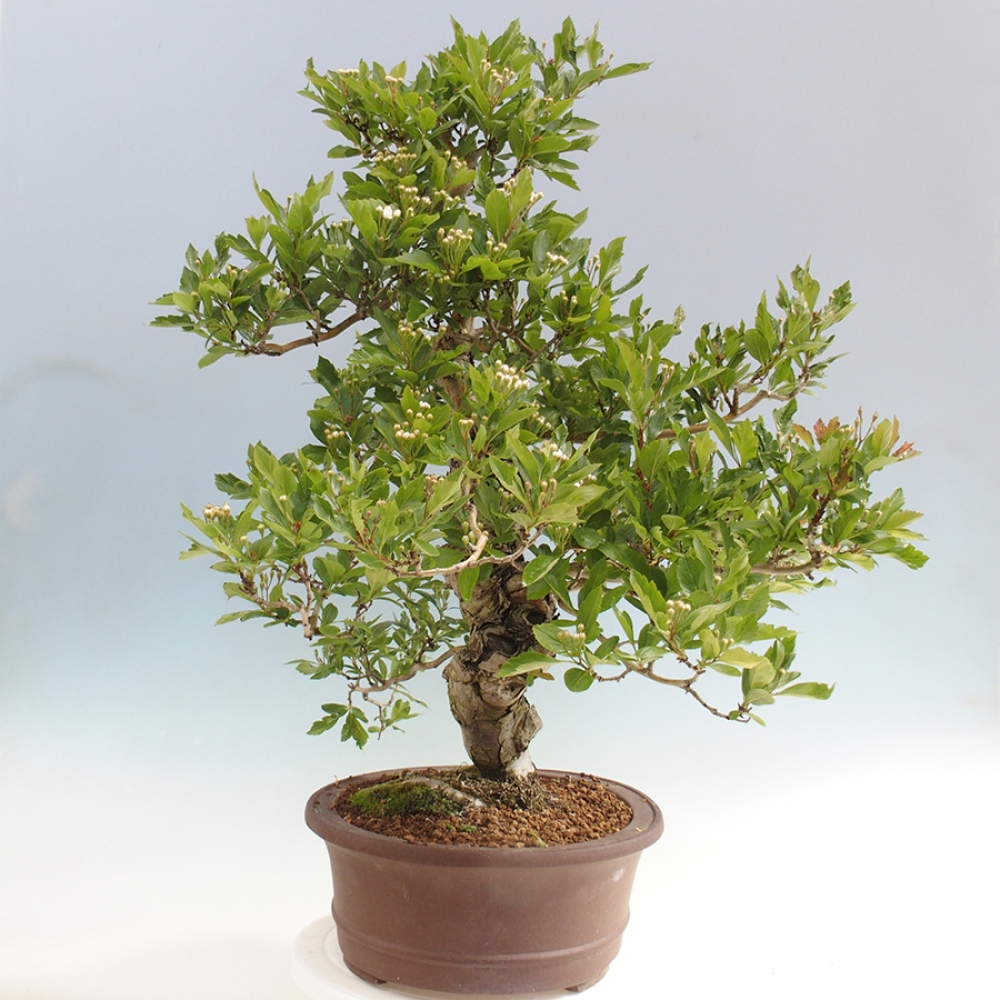 Venkovní bonsai - Hloh klínovitý - Crataegus cuneata