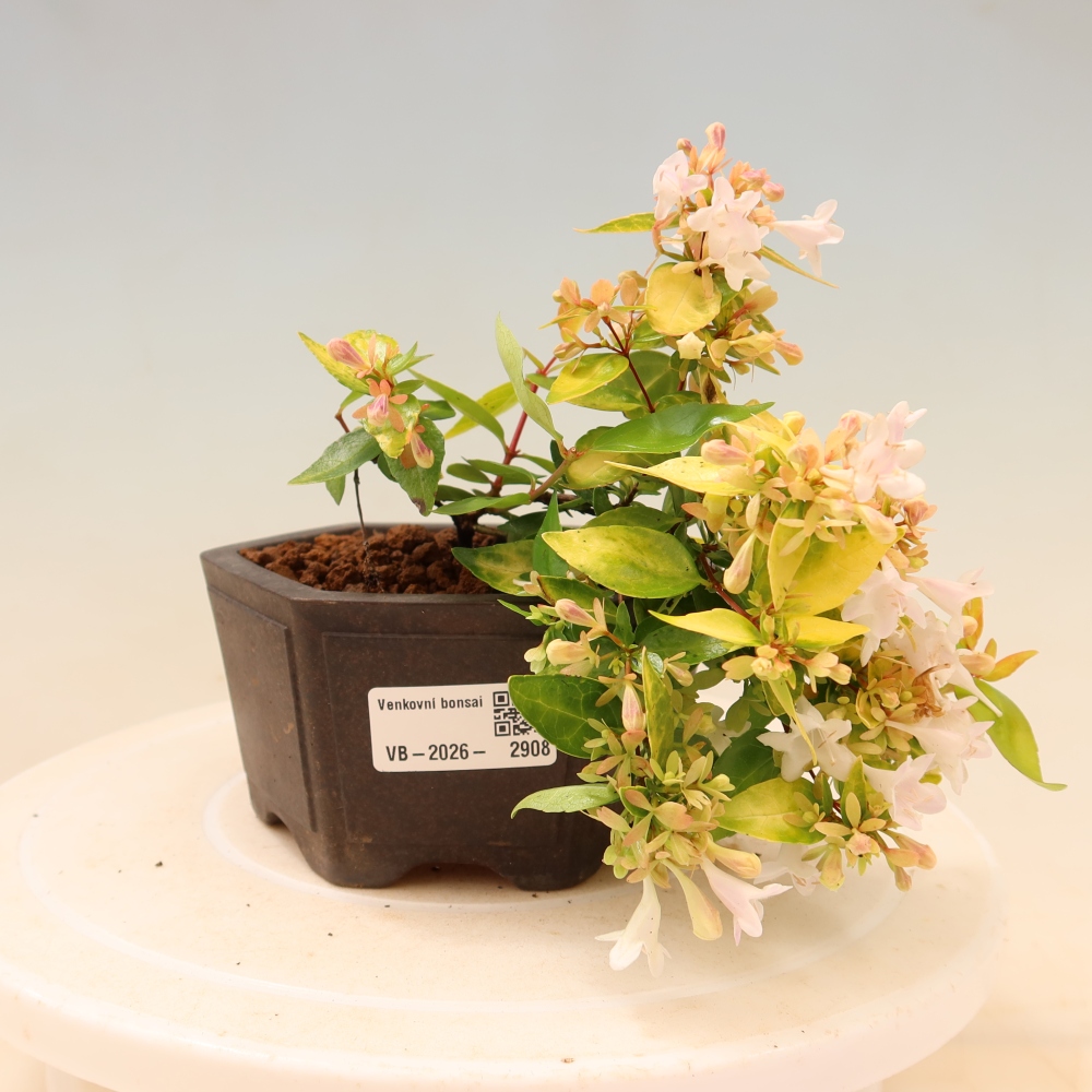 Venkovní bonsai - Abelia gr. Kleidoscope - Abélie velkokvětá