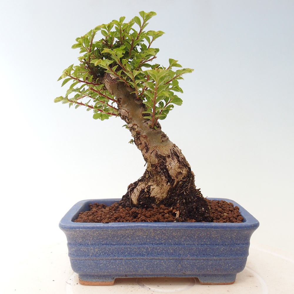 Venkovní bonsai - Ulmus parvifolia Sagei - Malolistý jilm