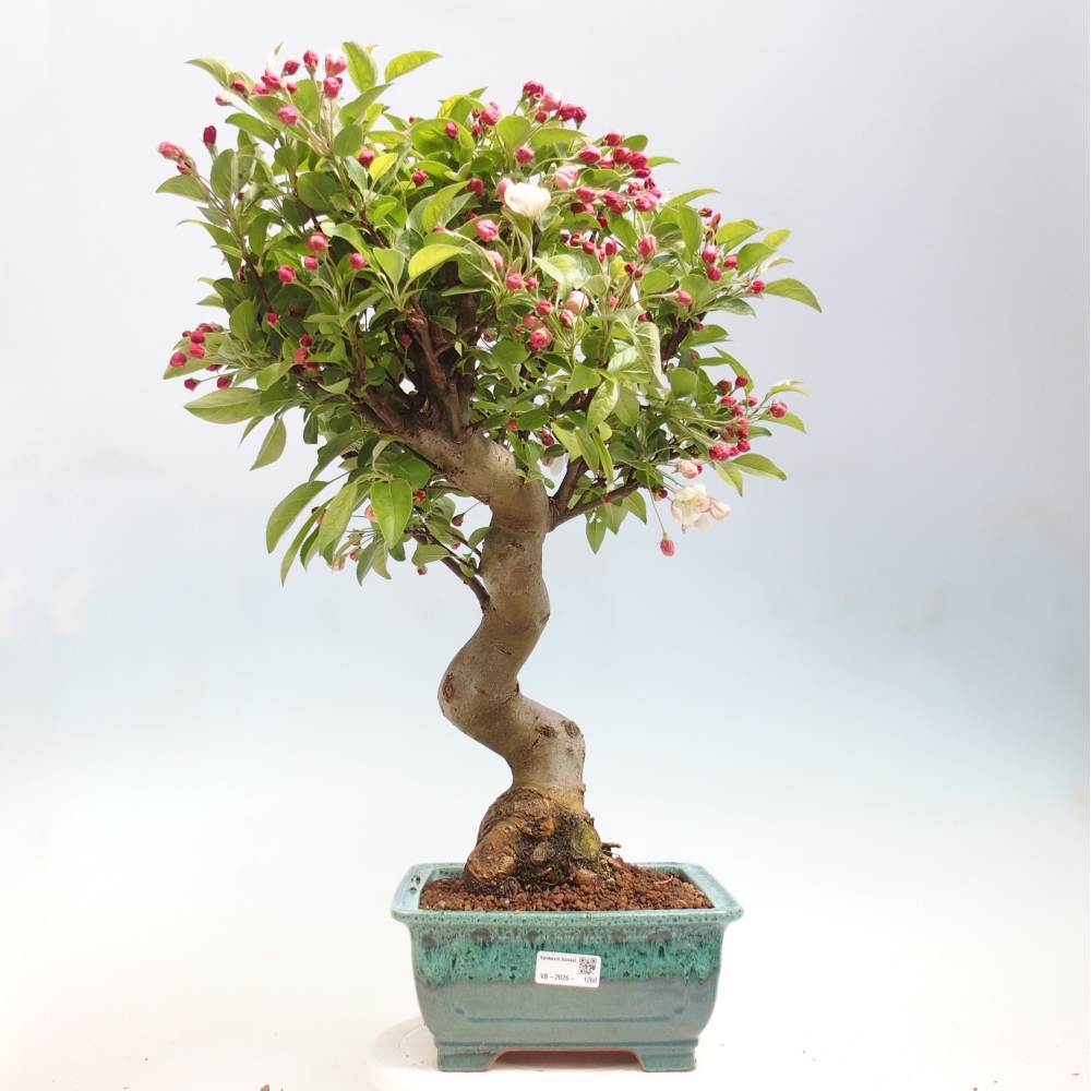 Venkovní bonsai -Malus halliana - Maloplodá jabloň