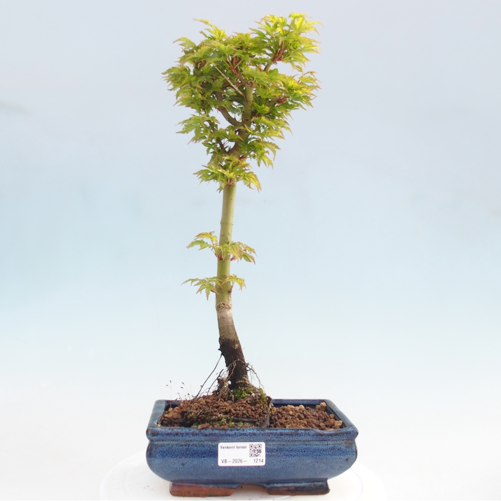 Venkovní bonsai -Javor dlanitolistý Acer palmatum Shishigashira