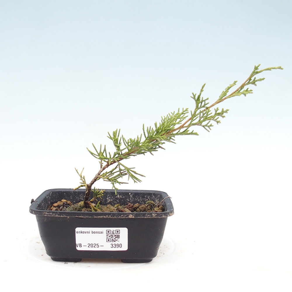 Venkovní bonsai - Juniperus chinensis Itoigawa -Jalovec čínský