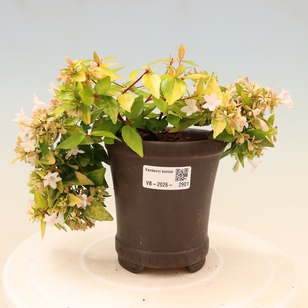 Venkovní bonsai - Abelia gr. Kleidoscope - Abélie velkokvětá