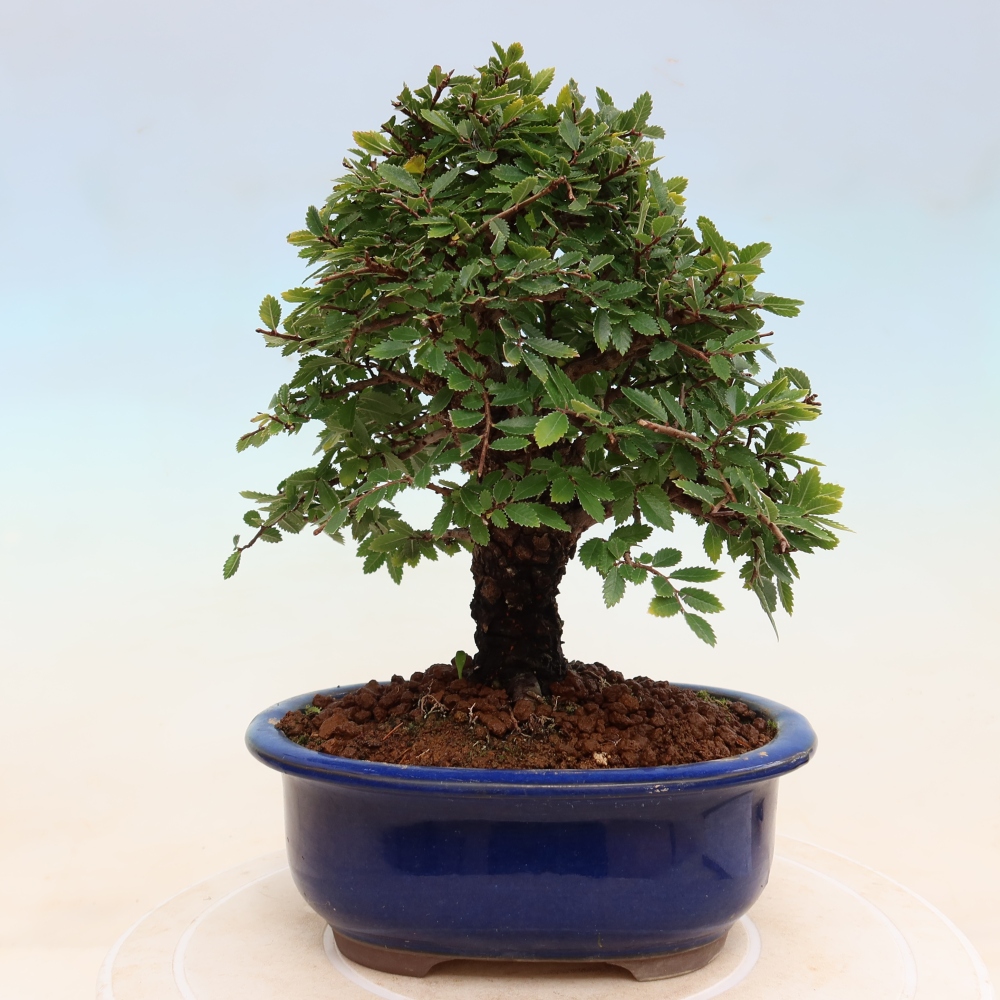 Venkovní bonsai - Zelkova - Zelkova NIRE