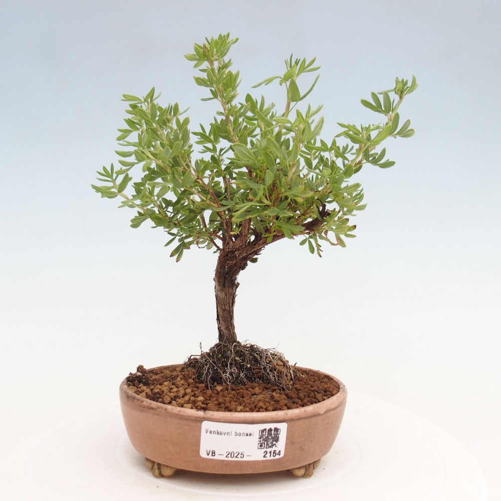 Venkovní bonsai-Mochna křovitá - potentila fruticosa yellow Bird