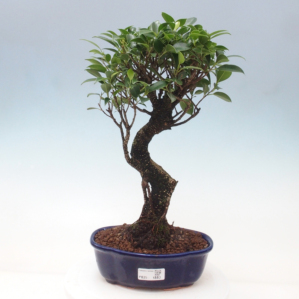 Pokojová bonsai - Ficus retusa -  malolistý fíkus