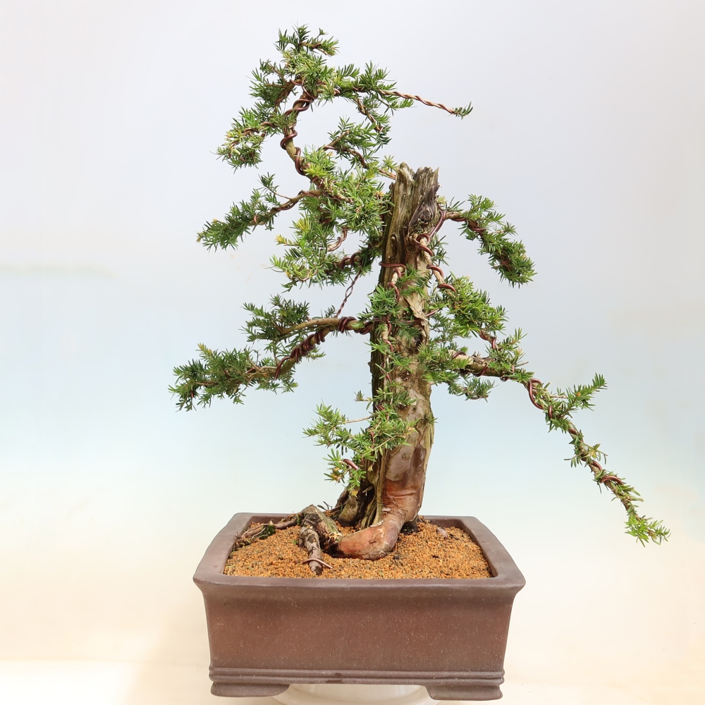 Venkovní bonsai - Taxus baccata  - Tis červený