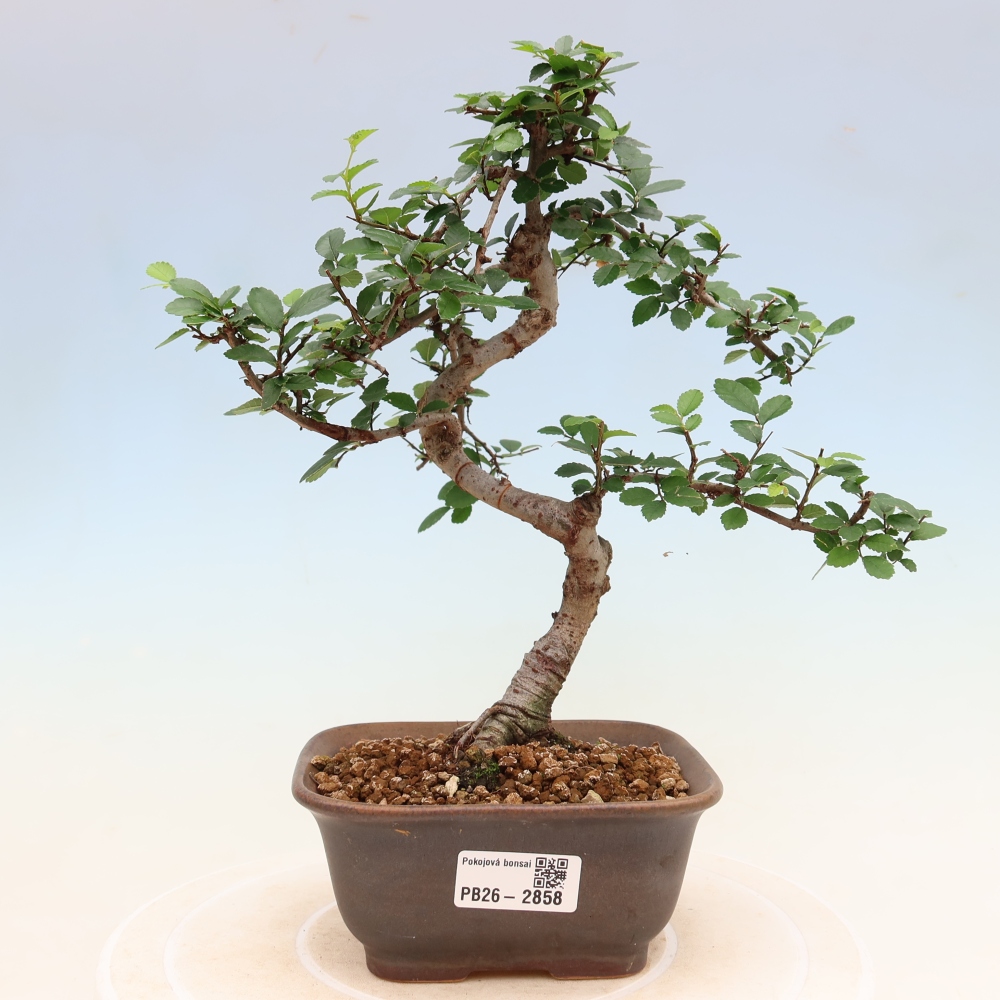 Pokojová bonsai - Ulmus parvifolia - Malolistý jilm