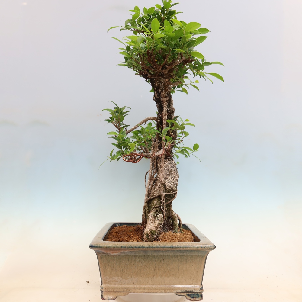 Pokojová bonsai - Ficus kimmen -  malolistý fíkus