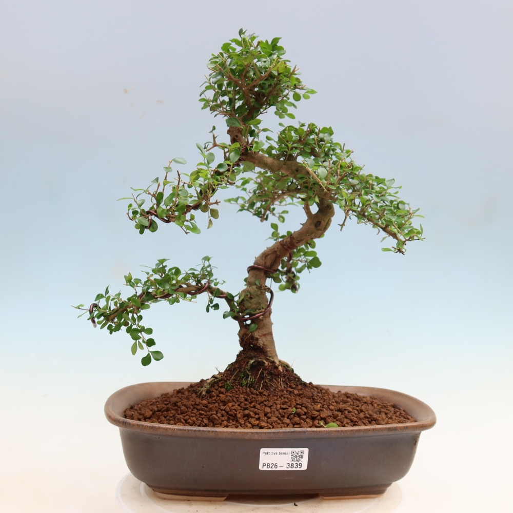 Pokojová bonsai -Ligustrum retusa - malolistý ptačí zob
