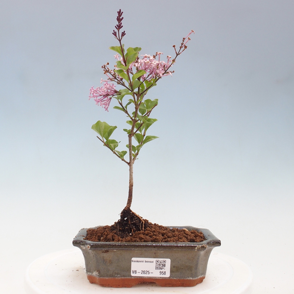 Venkovní bonsai - Syringa Meyeri Palibin - Šeřík Meyerův