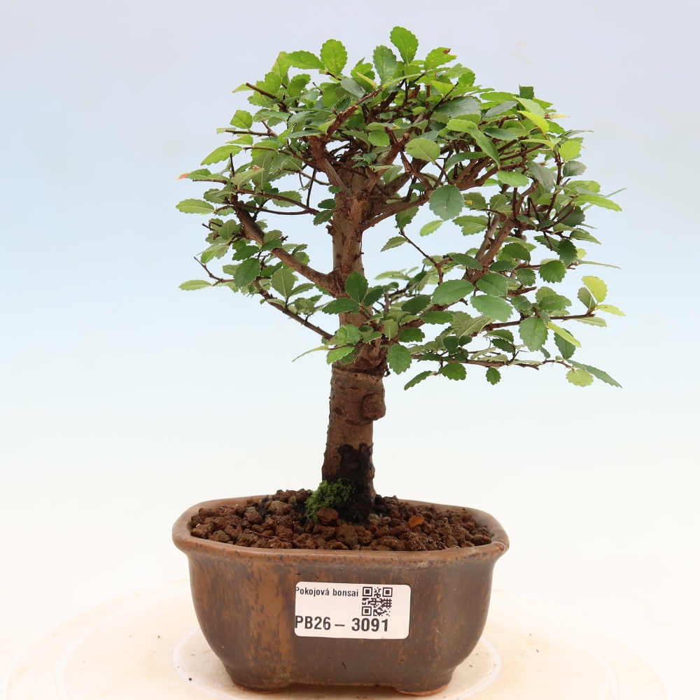Pokojová bonsai - Ulmus parvifolia - Malolistý jilm