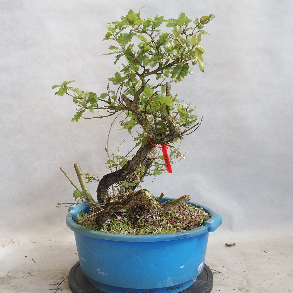 Venkovní bonsai Quercus Cerris - Dub Cer