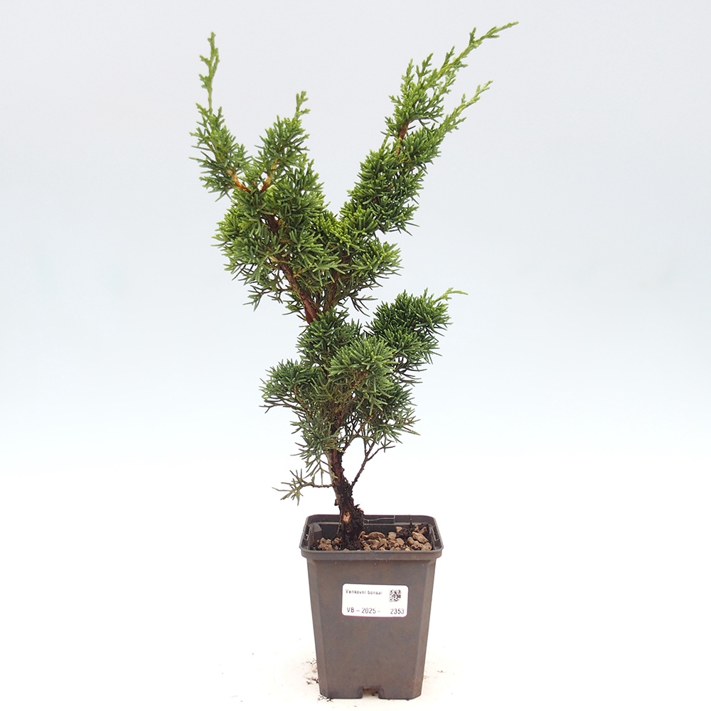 Venkovní bonsai - Juniperus chinensis Kishu -Jalovec čínský