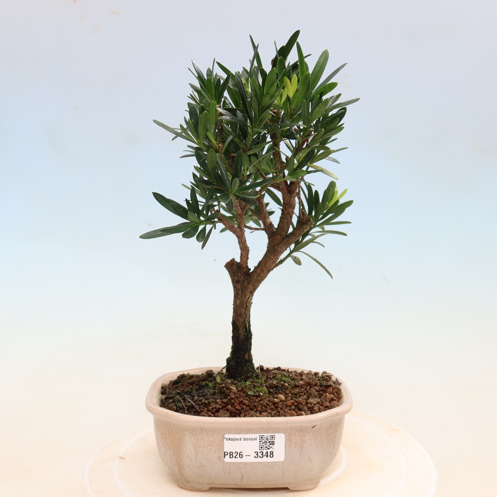 Pokojová bonsai - Podocarpus - Kamenný tis