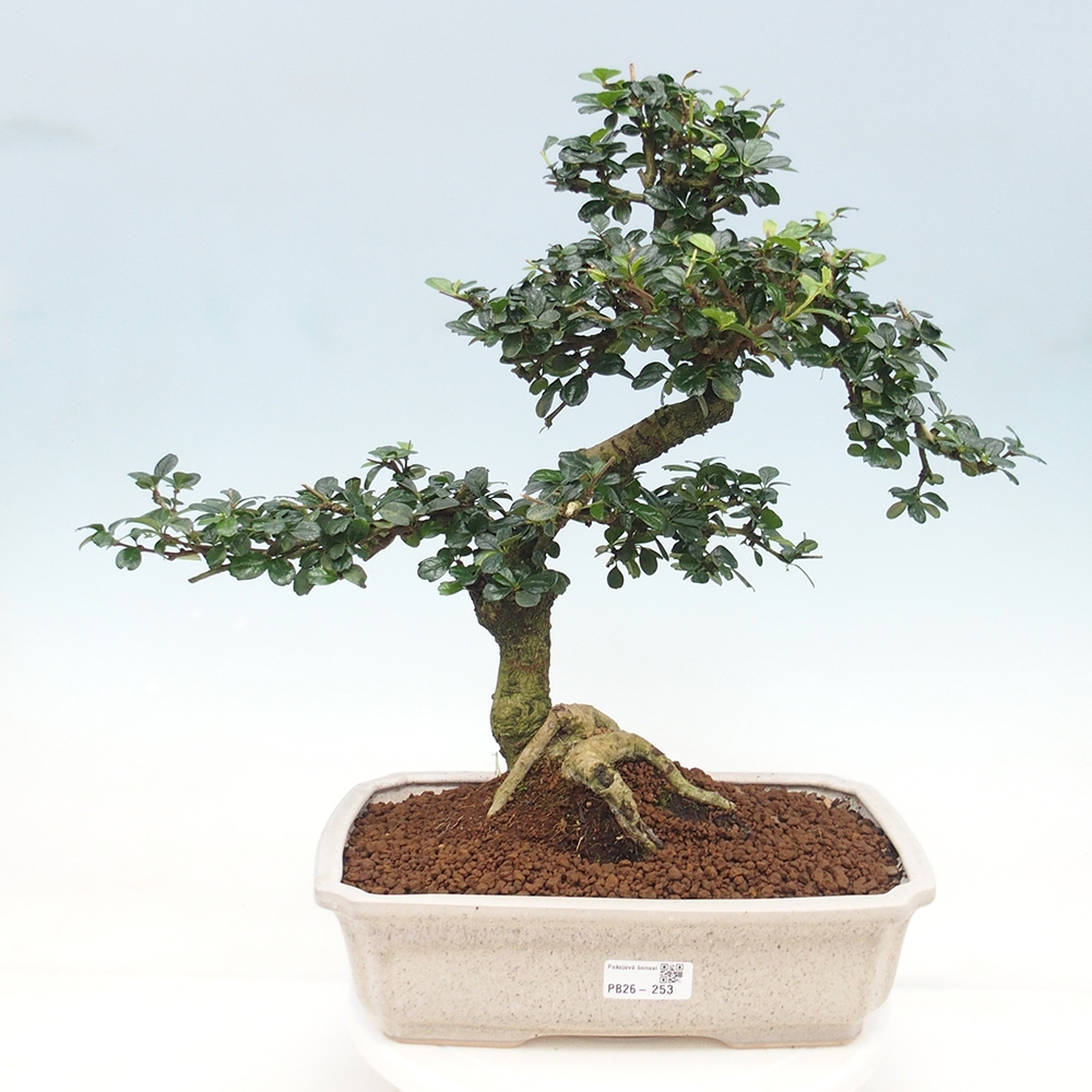 Pokojová bonsai - Carmona macrophylla - Čaj fuki
