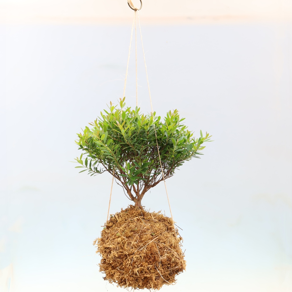 Kokedama v keramice -Syzygium - Pimentovník