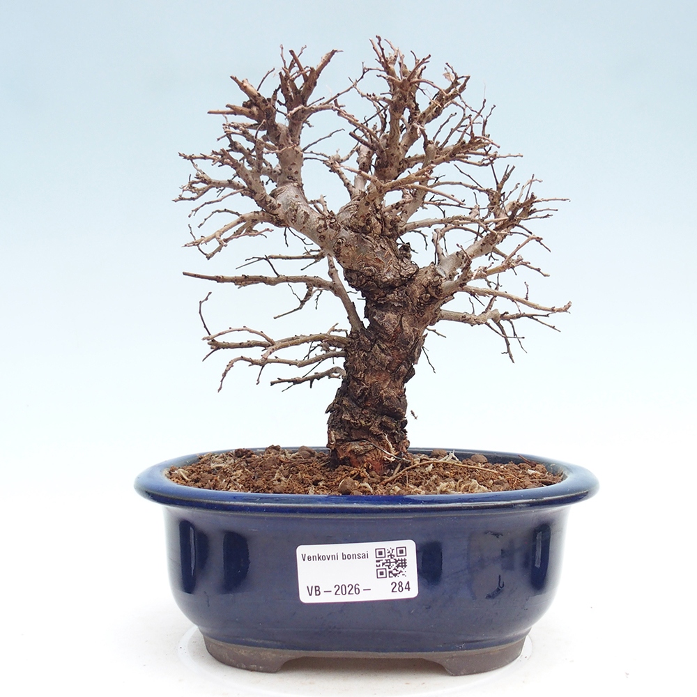 Venkovní bonsai - Zelkova - Zelkova NIRE
