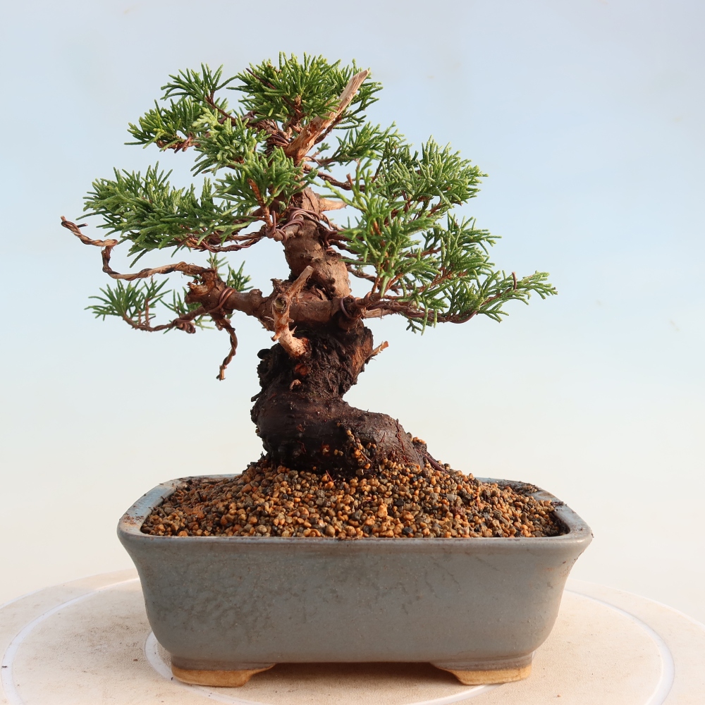 Venkovní bonsai - Juniperus chinensis Itoigawa -Jalovec čínský