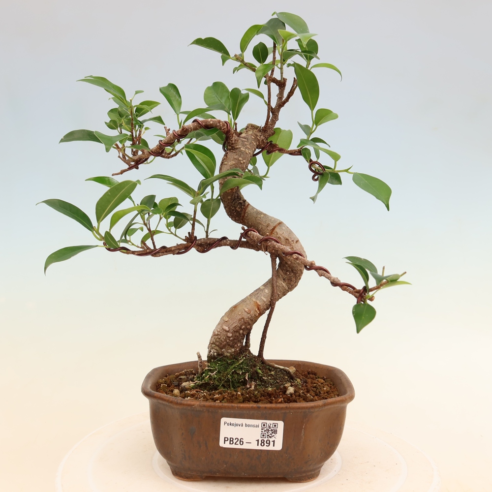 Pokojová bonsai - Ficus retusa -  malolistý fíkus
