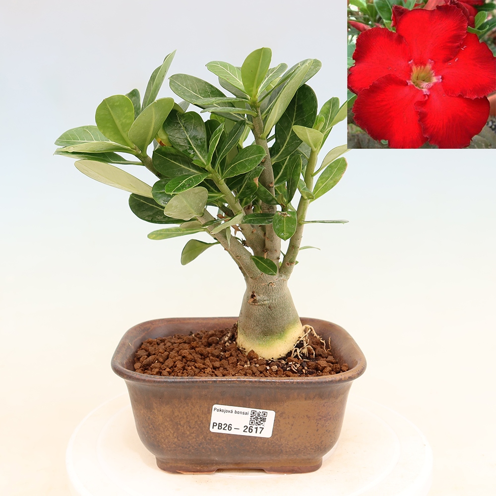 Pokojová bonsai - Adenium obesum Red Star - Pouštní růže
