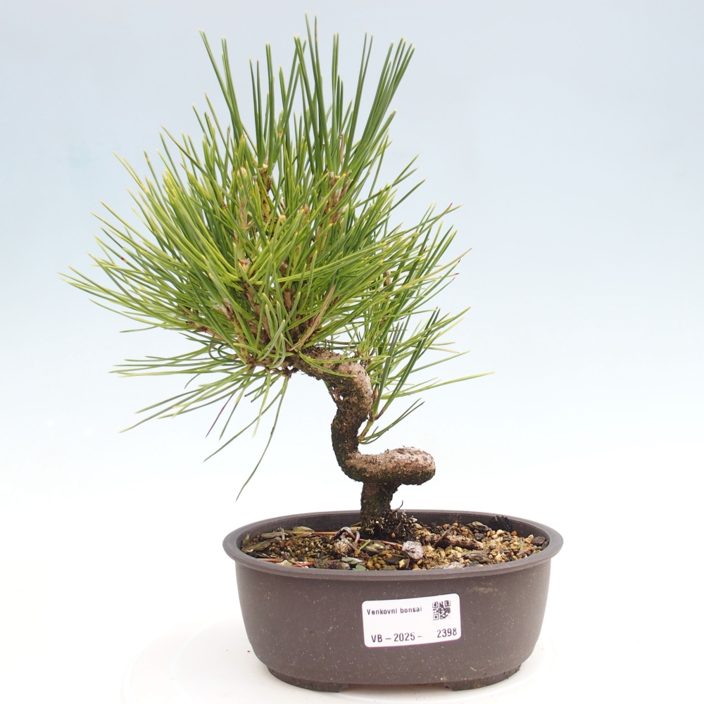Venkovní bonsai - Pinus thunbergii - Borovice thunbergova