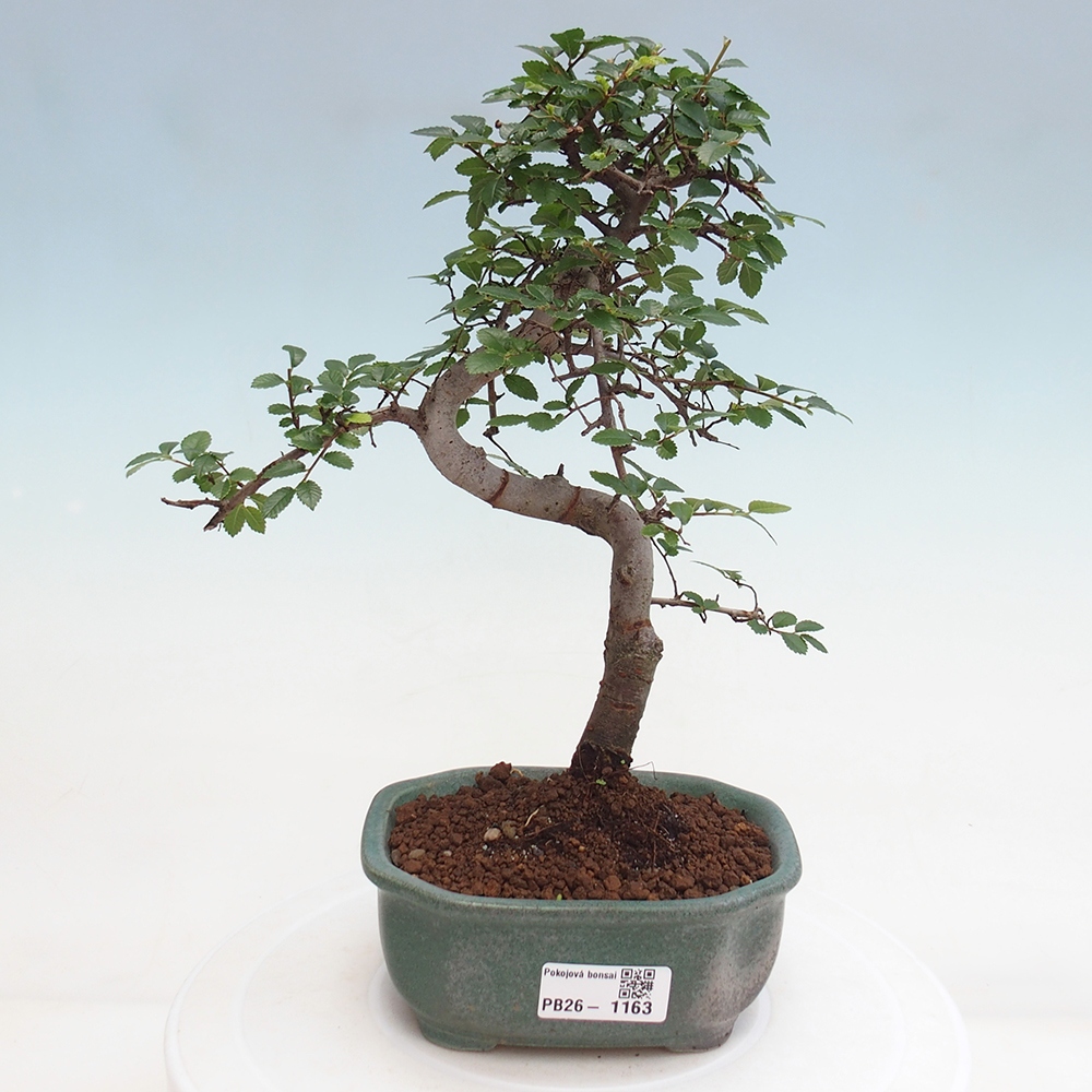 Pokojová bonsai - Ulmus parvifolia - Malolistý jilm