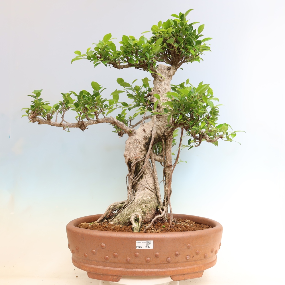 Pokojová bonsai - Ficus kimmen -  malolistý fíkus
