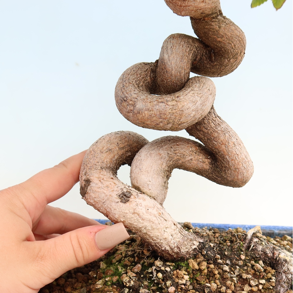 Venkovní bonsai -Carpinus CARPINOIDES - Habr korejský