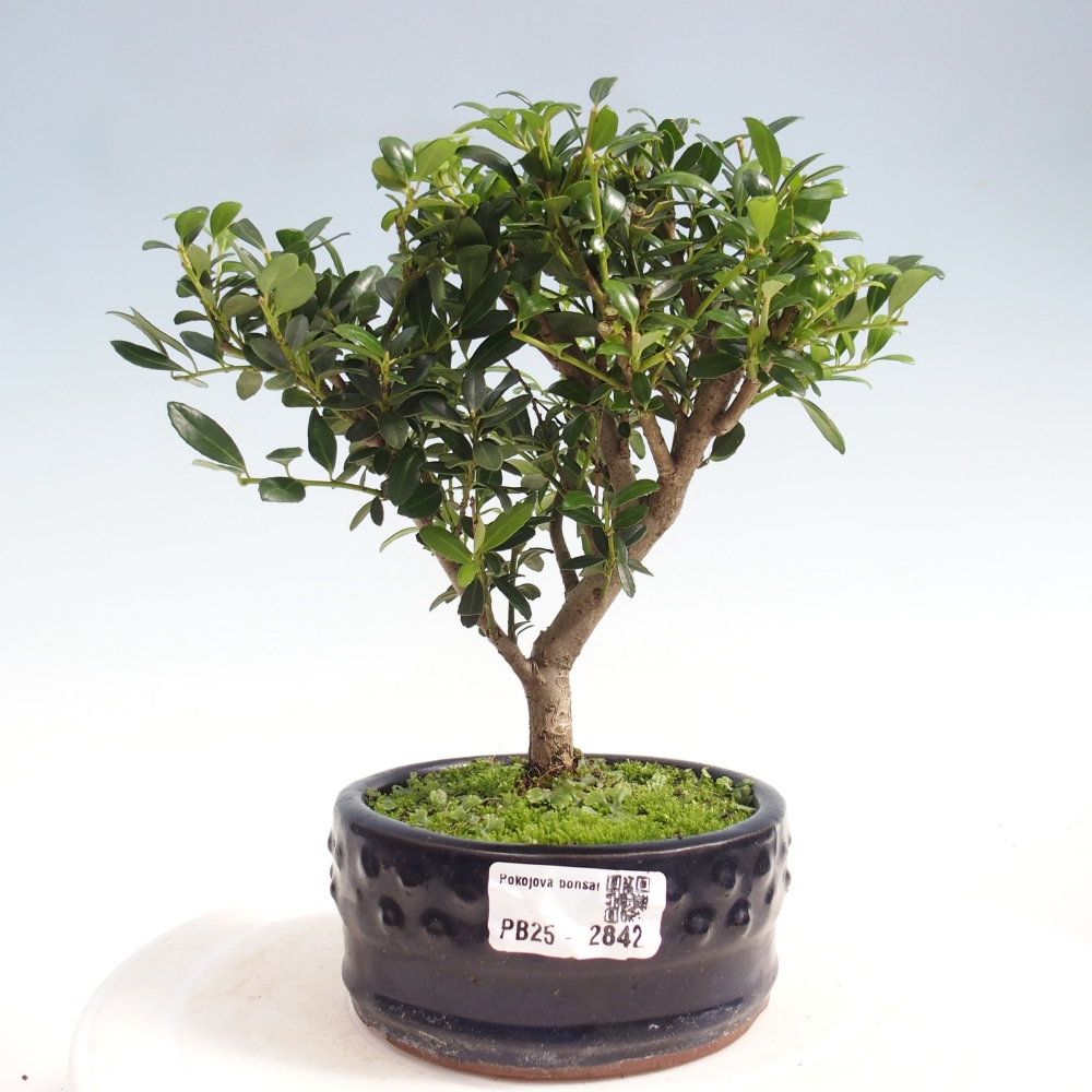 Pokojová bonsai - Ilex crenata - Cesmína