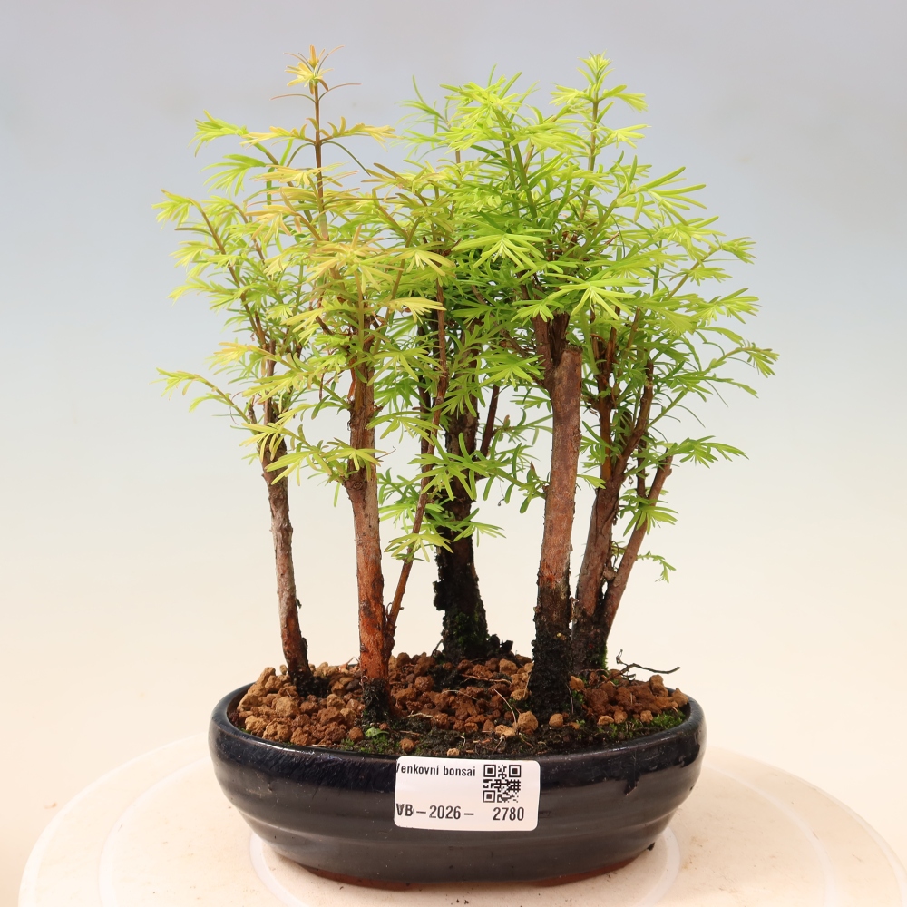 Venkovní bonsai - Metasequoia glyptostroboides - Metasekvoje čínská - lesík