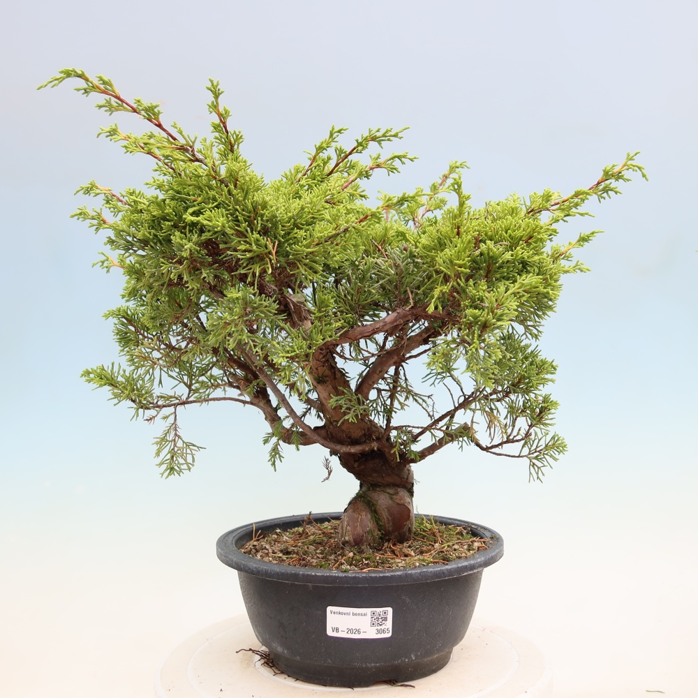 Venkovní bonsai - Juniperus chinensis Itoigawa-Jalovec čínský