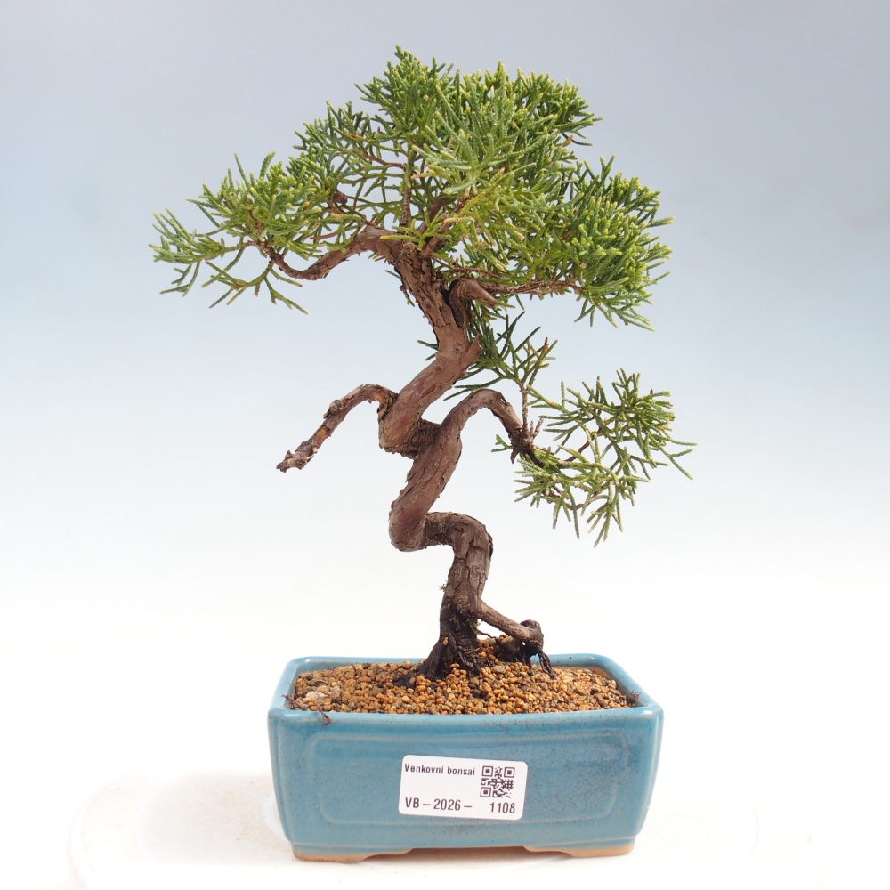Venkovní bonsai - Juniperus chinensis Kishu -Jalovec čínský
