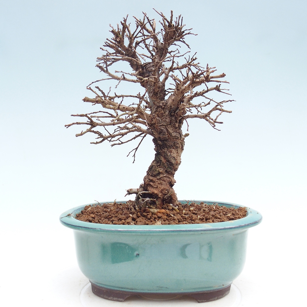 Venkovní bonsai - Zelkova - Zelkova NIRE