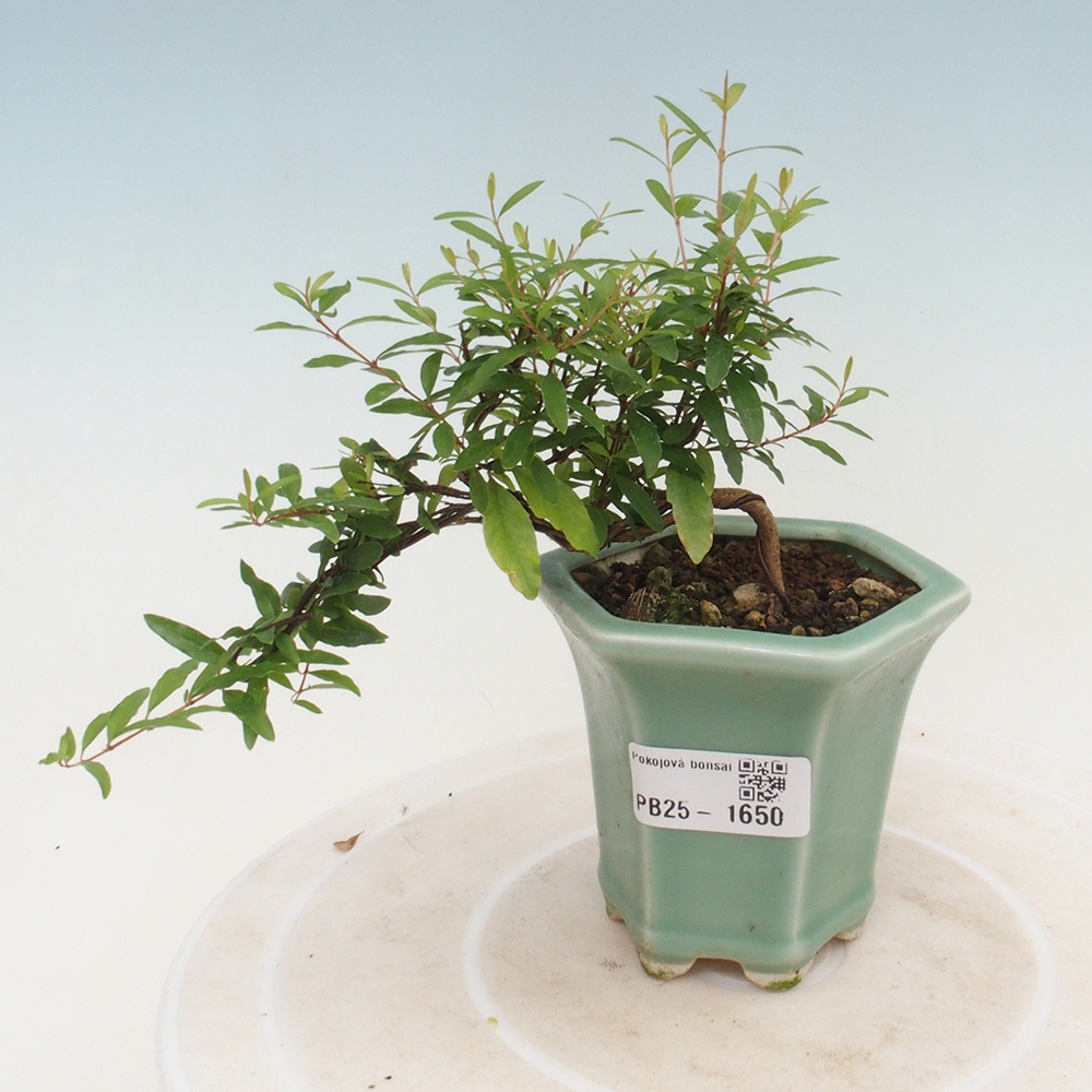 Pokojová bonsai-PUNICA granatum -Granátové jablko
